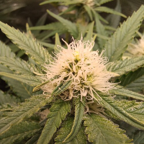Growreport Bild 32