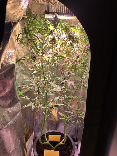 Growreport Bild 1