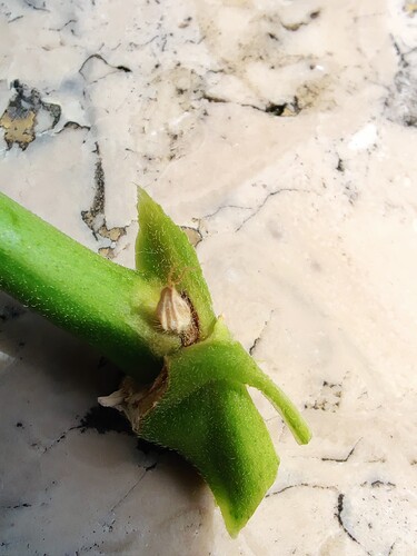 Growreport Bild 6