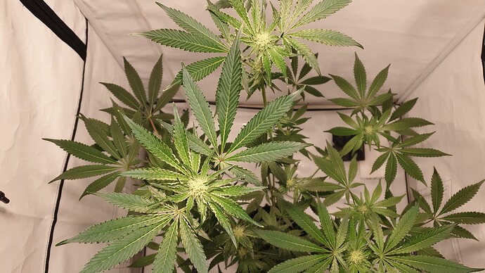 Growreport Bild 5