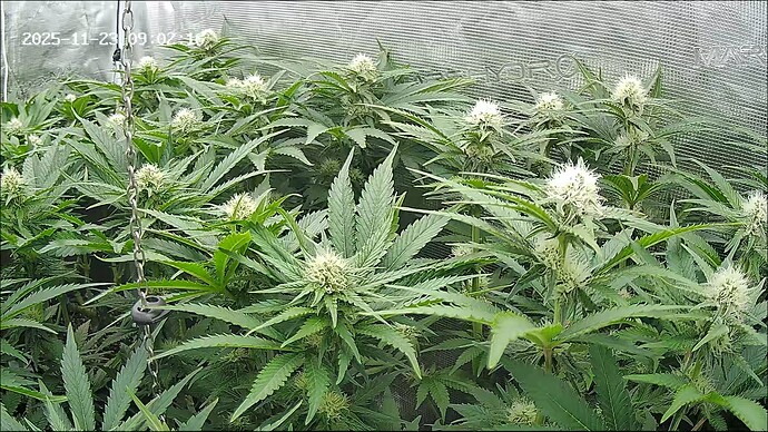 Growreport Bild 38