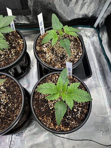 Growreport Bild 8