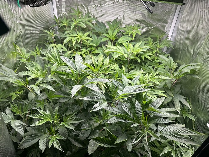 Growreport Bild 7