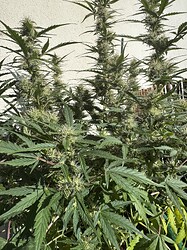 Growreport Bild 8