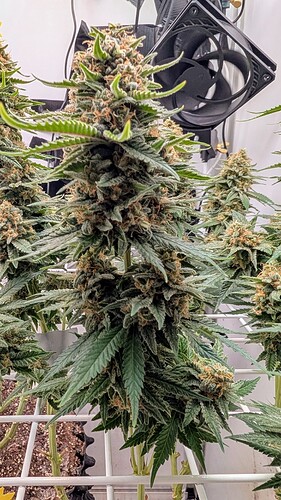 Growreport Bild 32