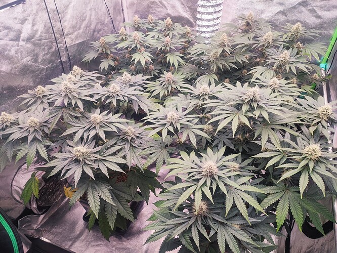 Growreport Bild 3