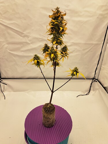 Growreport Bild 2