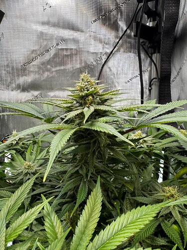 Growreport Bild 6
