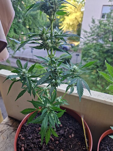 Growreport Bild 49