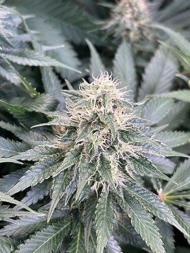 Growreport Bild 14