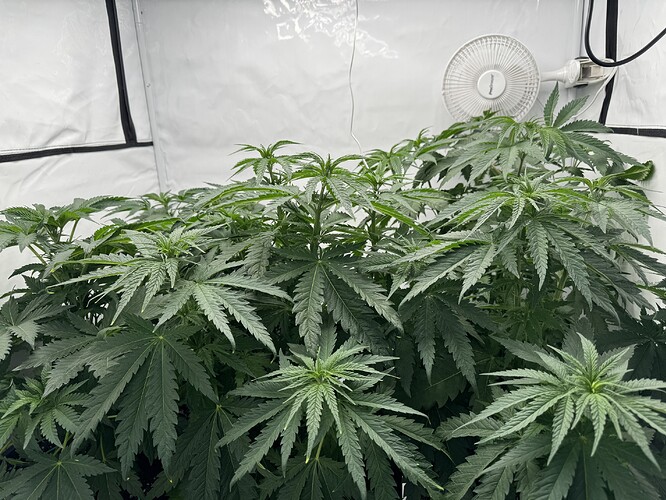 Growreport Bild 3