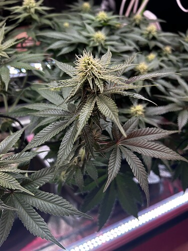 Growreport Bild 15