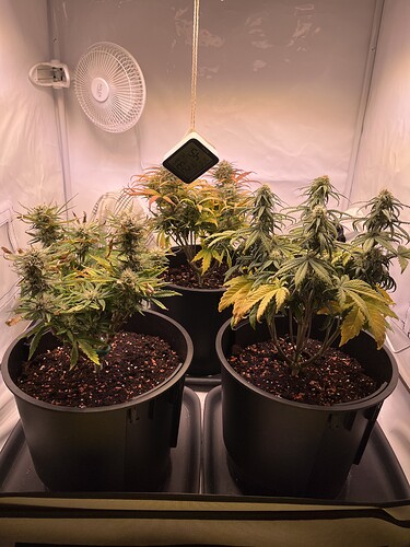 Growreport Bild 1