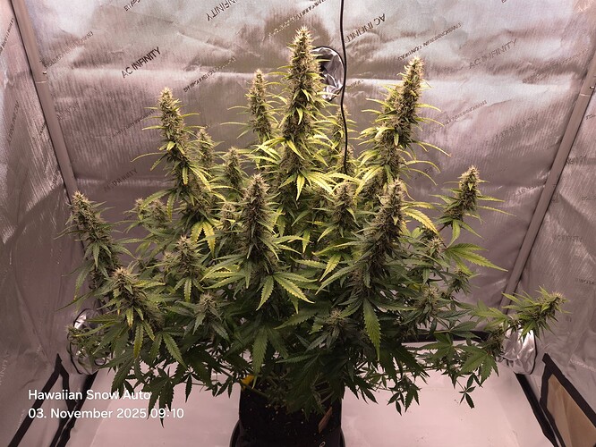 Growreport Bild 4