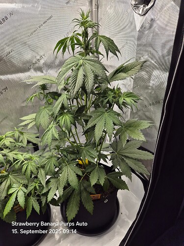 Growreport Bild 11