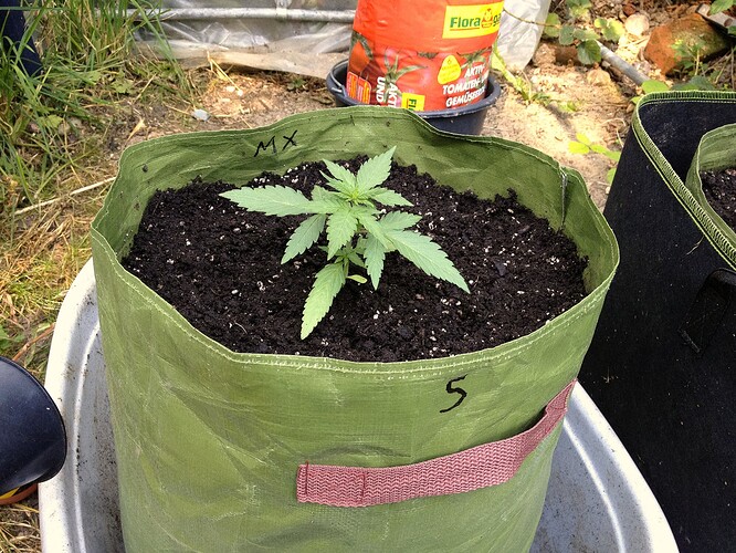 Growreport Bild 45
