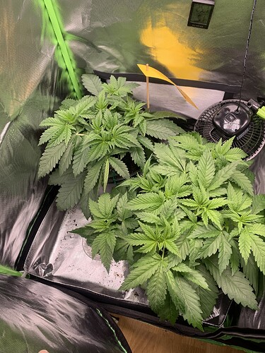 Growreport Bild 12
