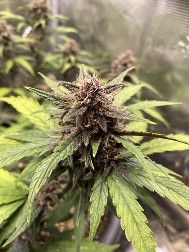 Growreport Bild 15