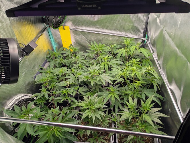 Growreport Bild 1