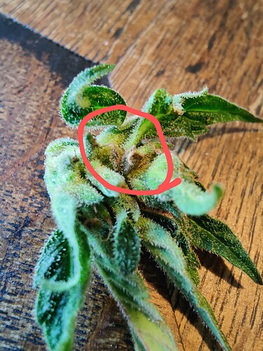 Growreport Bild 7