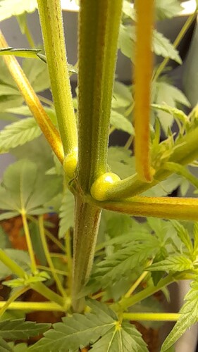 Growreport Bild 7