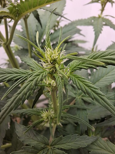 Growreport Bild 87