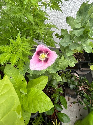 Growreport Bild 47