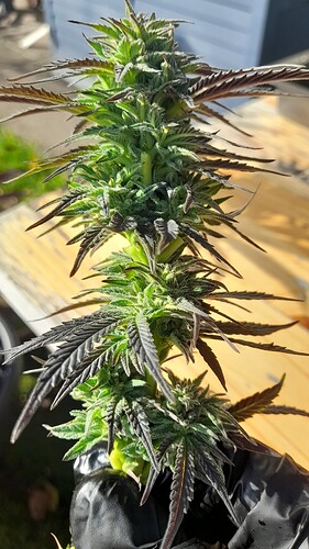 Growreport Bild 2