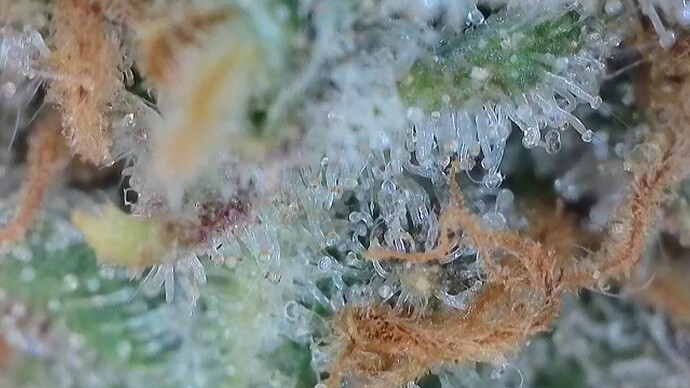Growreport Bild 59