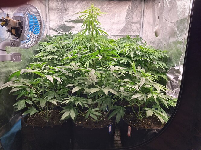 Mehrere junge Cannabispflanzen in einem Zelt, eine davon mit einem Ventilator im Hintergrund.