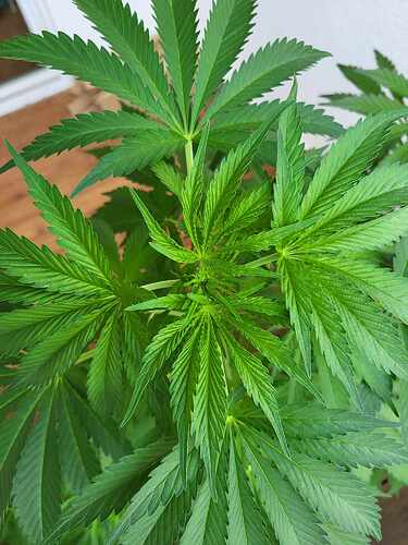 448809231_496587422901764_4972627838528370475_n