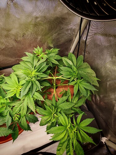 Growreport Bild 5