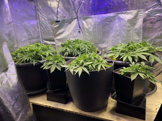 Growreport Bild 50