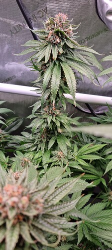 Growreport Bild 12