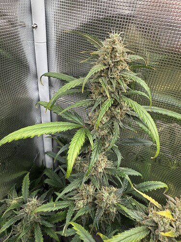 Growreport Bild 15