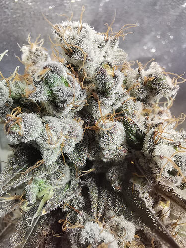 Growreport Bild 4