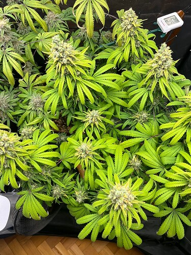 Growreport Bild 2