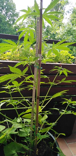 Growreport Bild 9