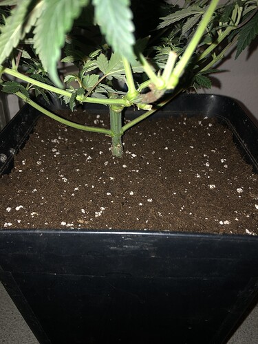 Growreport Bild 17