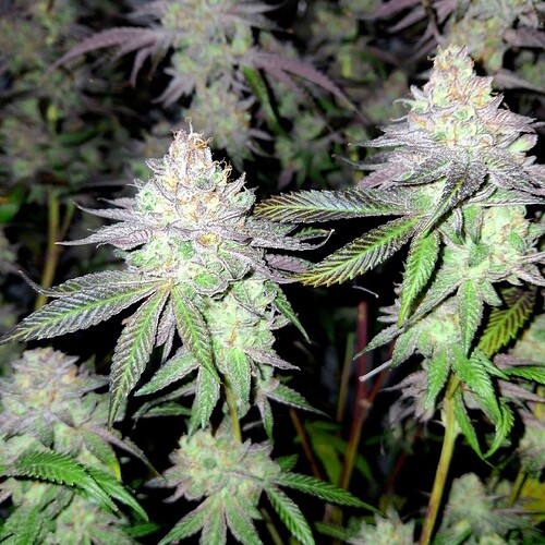 Growreport Bild 23