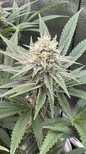 Growreport Bild 28