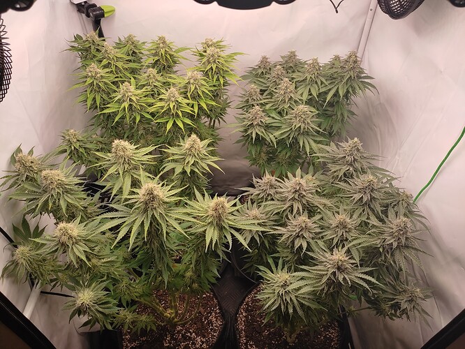 Growreport Bild 4