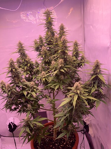 Growreport Bild 1