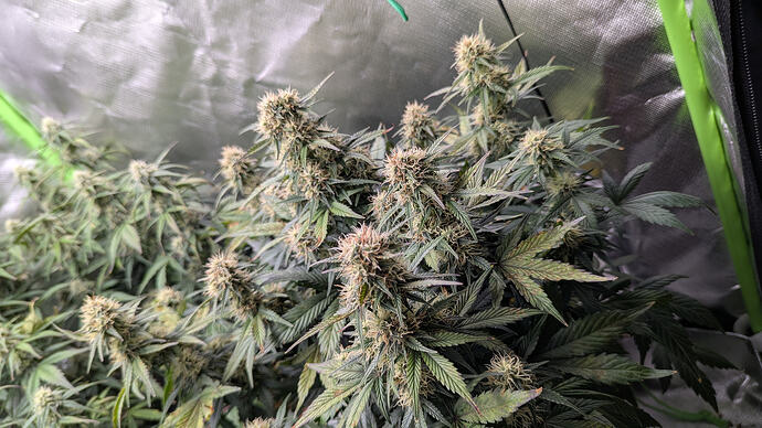 Growreport Bild 22