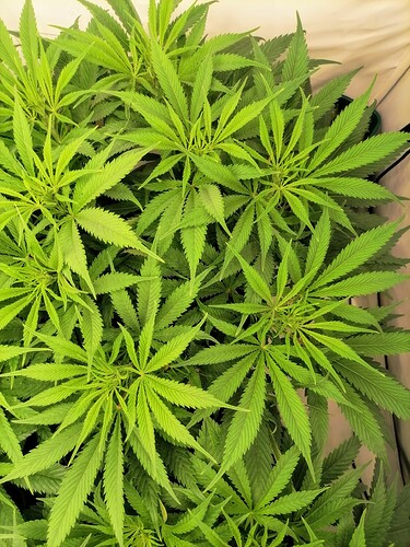 Growreport Bild 22