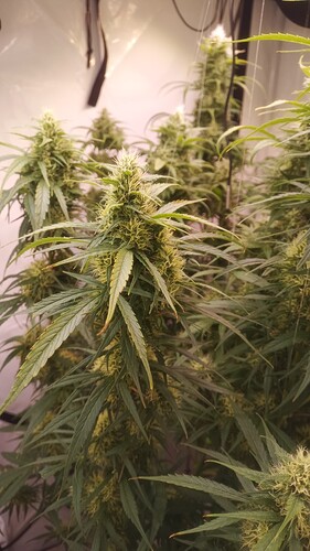 Growreport Bild 12