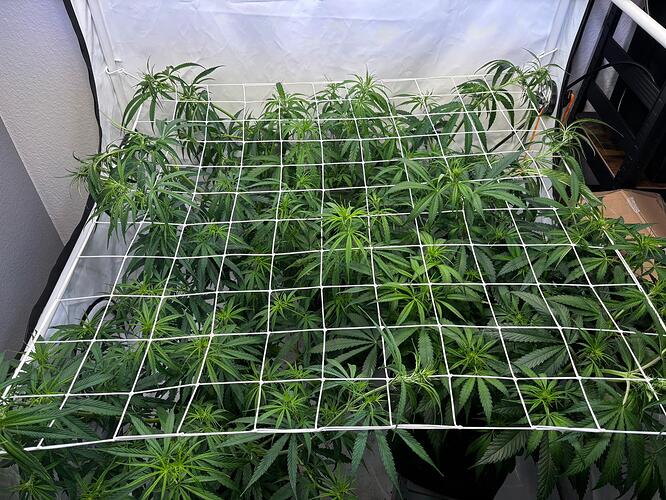 Growreport Bild 5