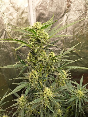 Growreport Bild 7