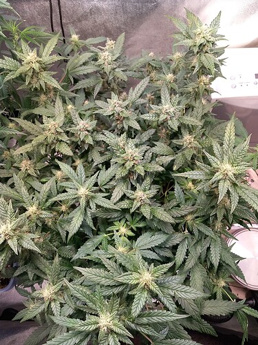 Growreport Bild 4