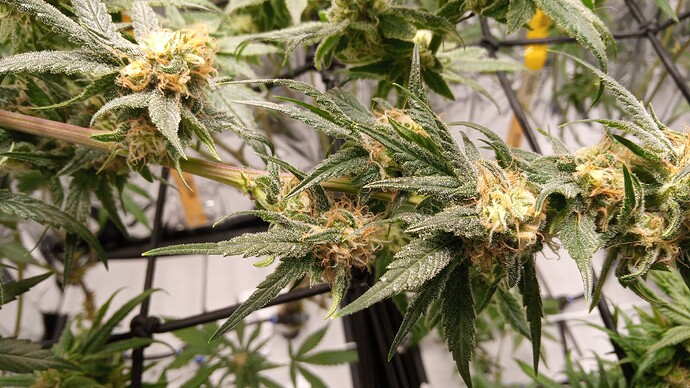 Growreport Bild 5